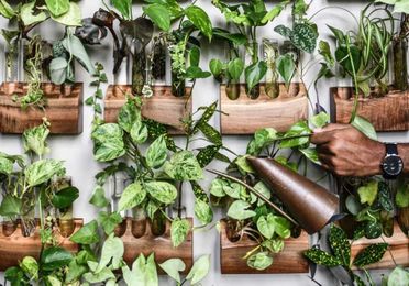 The Washingtonian Guide to Decorating With Houseplants