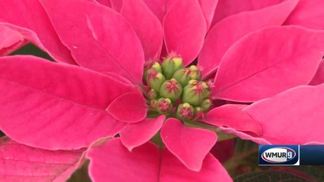 Grow it Green: Poinsettia myths and tips