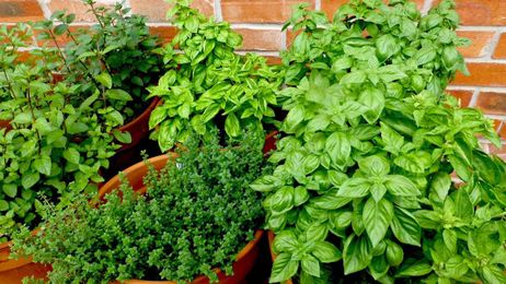 Have a gardener on your Christmas gift list? We have ideas.