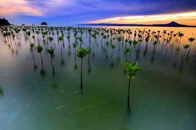 Tree-planting goals miss the forest for the lack of diverse, good-quality seeds