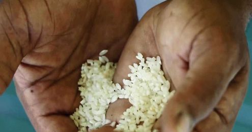 How this rice from South Carolina could help you live to 100