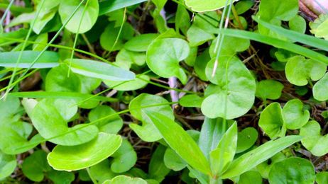 GARDENER'S MAILBAG: What is causing the dried, dead patches on my oak?