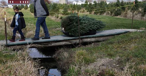 CHRISTMAS TREES: 3 local farms where you can still find a tree 