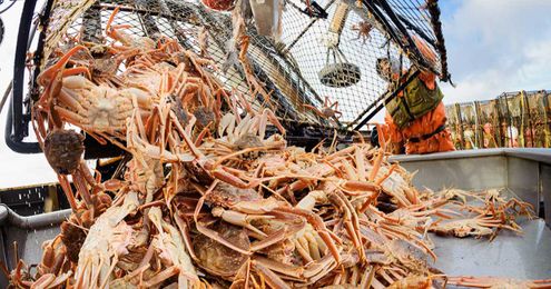 These crabs on your mattress won’t make you crabby