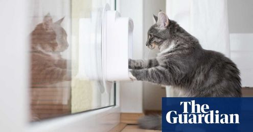 Tim Dowling: I’m on my hands and knees, teaching our new cat old tricks