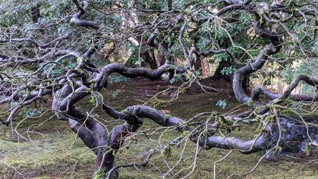 Can a Japanese maple survive and thrive on the Oregon coast? Ask an expert