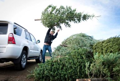 Used Christmas trees are a gift that keeps on giving
