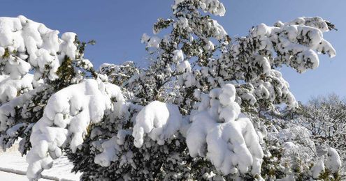 Gardening tasks to minimize winter damage