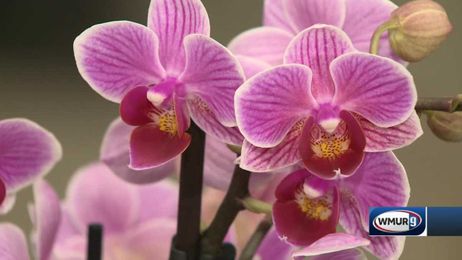 Grow It Green: Growing orchids