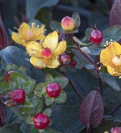 Must-Have Plants: Rare and unique flowers for collectors