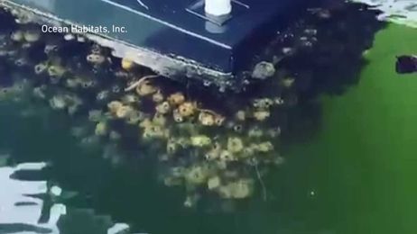 Ocean Habitats creating mini reefs to help Southwest Florida waterways