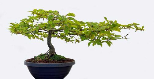 Bonsai Tree Care for Beginners
