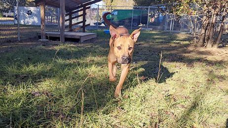 PET OF THE WEEK: Aaron seeks a big yard that he can play in