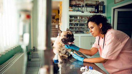 Should I take my dog for an annual wellness appointment?