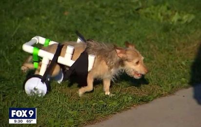 Animal-Loving Minnesota Teen Makes Wheelchairs for Disabled Pets