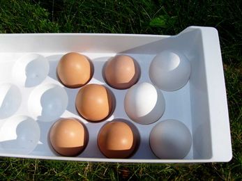 Egg Production: What You Need to Do and Charge to Make It Pay