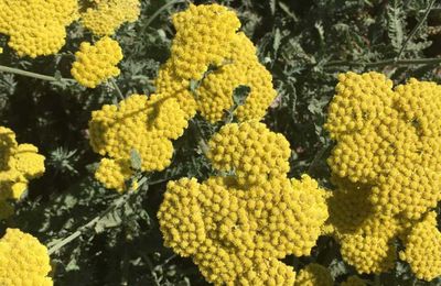 Why this may be the colorful, drought-tolerant plant your garden needs