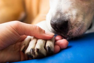 ‘Aquamation’: Pet owners have an alternative to cremation