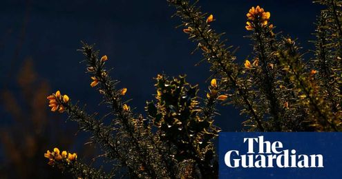Protein from gorse bushes could feed millions of people, says expert