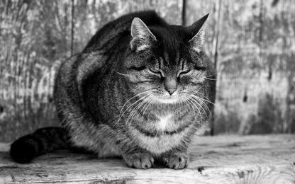 Farm life fostered imagination and work ethic