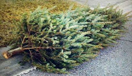 See When to Put Your Christmas Tree Out for Pick-Up
