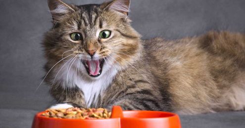 Cat Food Made From Silkworm Pupae Promises Less-Stinky Poo