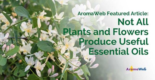 Not All Plants Produce Useful Essential Oils