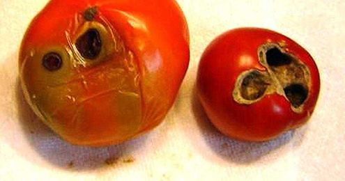 Neil Sperry: Anthracnose is common problem for tomatoes