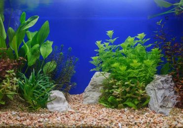 Why you don’t want to bring invasive plants into your yard and what to plant instead