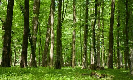 The Science Of Big Trees