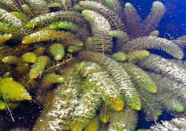 Conservation groups seek new rules to protect Maine lakes from invasive species
