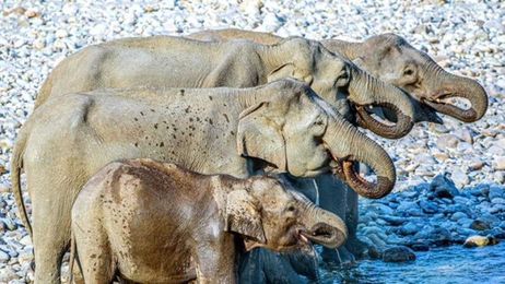 Pic of elephants drinking water goes viral. Guess how many animals it shows?
