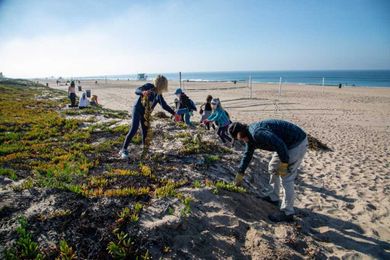 Manhattan Beach tries to re-create beach dunes to protect against erosion