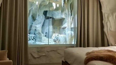 Spend The Night Right Next To A Tiger Den!