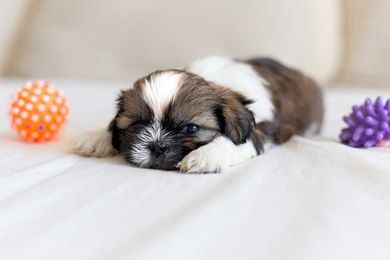 Training a Shih Tzu Puppy: Growth Timeline & Milestone