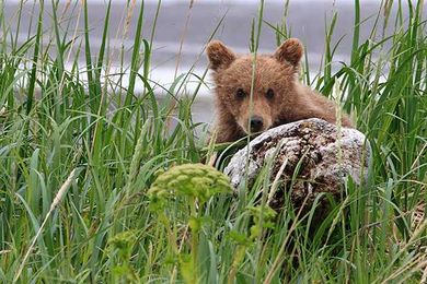 We're Causing Wildlife to Shape-Shift