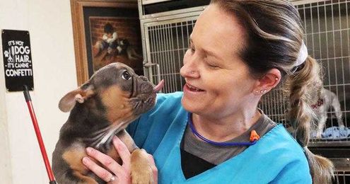 ‘Carefully-coiffed canines:' Muddy Paws grooms hundreds of hounds