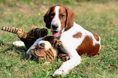 What Is the Best Age to Neuter or Spay Your Dog?