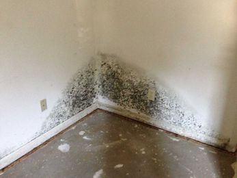 Yes, You Can Sell a House With Mold: What Homebuyers Need to Know