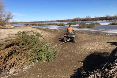 Wagon Train Fish Attractors