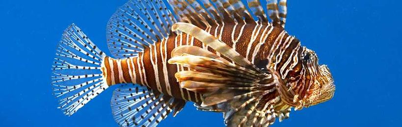 Do Walking Fish or the SHH Gene Reveal How Life on Land Evolved?