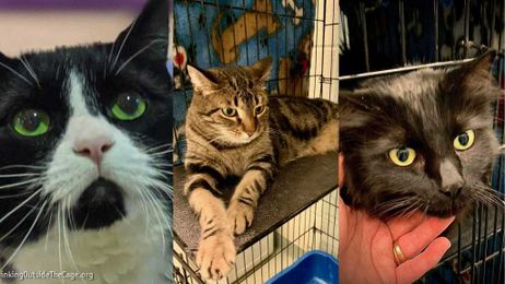 Furry Tails: Josephine, Layla And Lola Are Waiting For Forever Homes