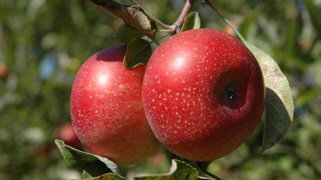 Gardening: Want bigger and sweeter fruit? Our tips for pruning fruit trees can help
