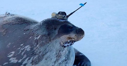 Seals help Japanese researchers collect data under Antarctic ice