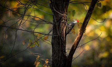 Tree’s decline not likely from woodpeckers or beetles: Ask an expert