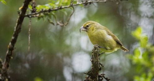 Digital sound archives can bring extinct birds (briefly) back to life