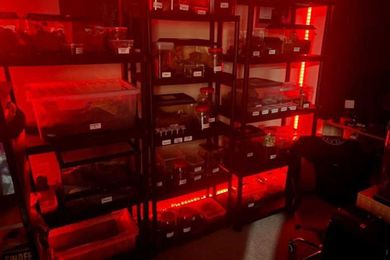 Man says living with 120 tarantulas is good for his mental health