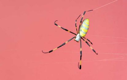 Millions of Palm-Sized, Flying Spiders Could Invade the East Coast
