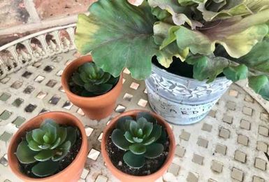 WORK SMARTER NOT HARDER: House Plants Help Keep Air Clean at Home