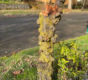 Ask an expert: Is it safe to plant new trees where crown gall is suspected?